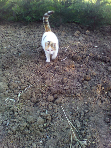 1 - curtea cu toate cele 2018