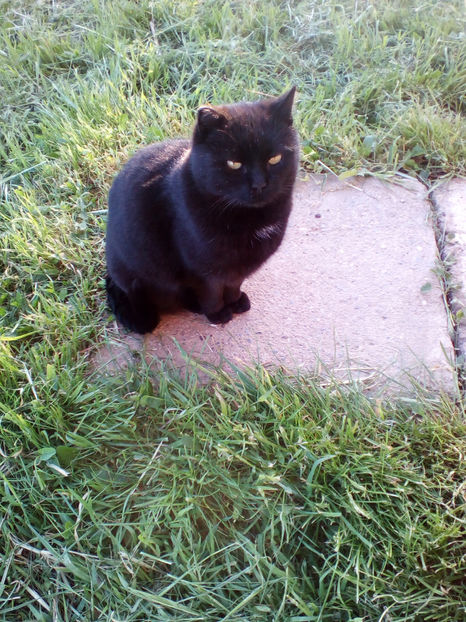  - curtea cu toate cele 2018