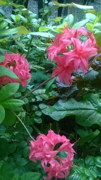  - Rhododendron