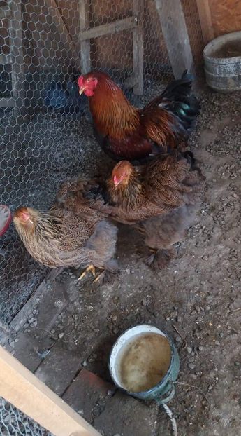 received_119187728940573 - A Brahma potirnichiu