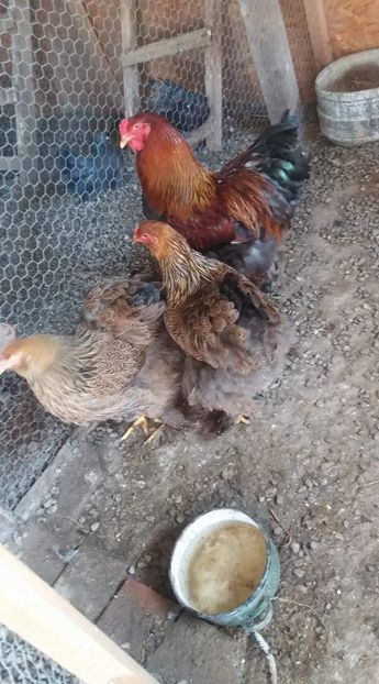 received_119187795607233 - A Brahma potirnichiu