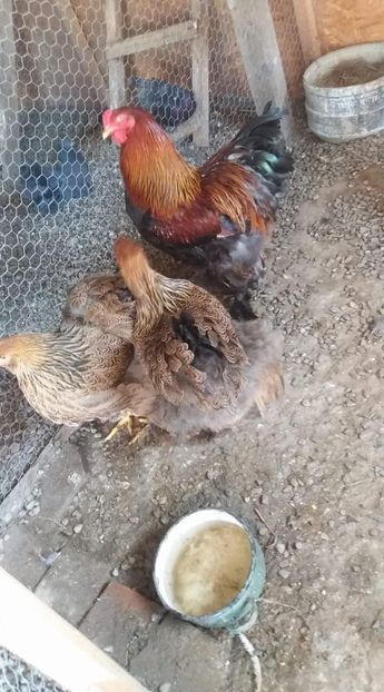 received_119187888940557 - A Brahma potirnichiu