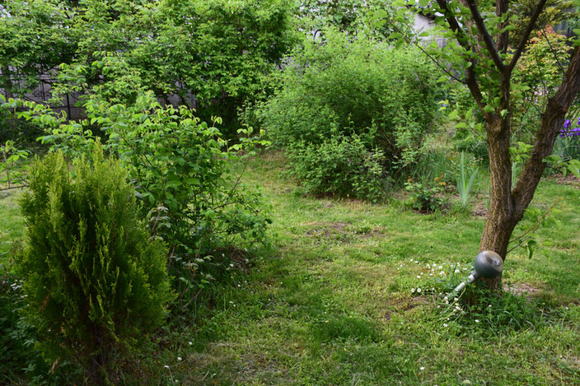 - 2018_Idilic Garden_lalele
