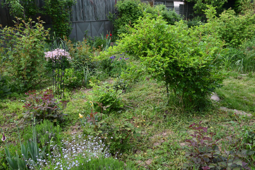 - 2018_Idilic Garden_lalele
