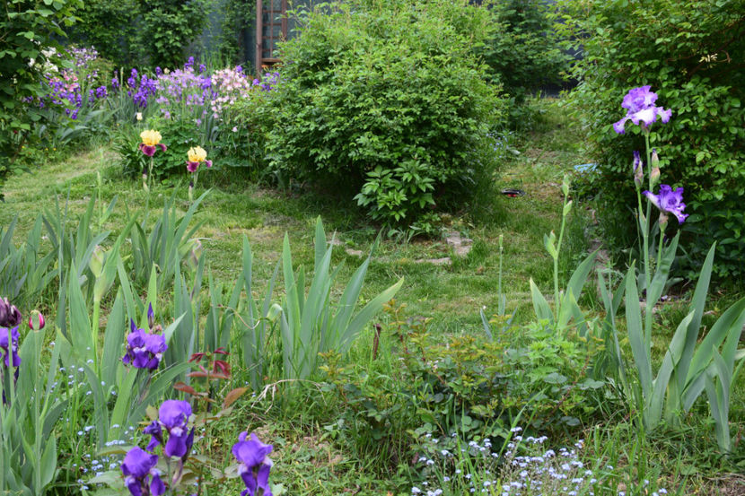  - 2018_Idilic Garden_lalele