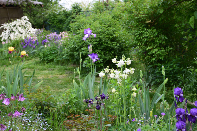  - 2018_Idilic Garden_lalele