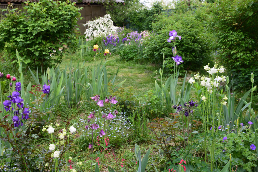  - 2018_Idilic Garden_lalele