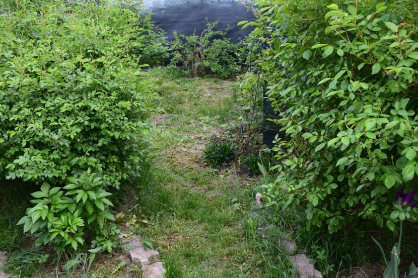  - 2018_Idilic Garden_lalele