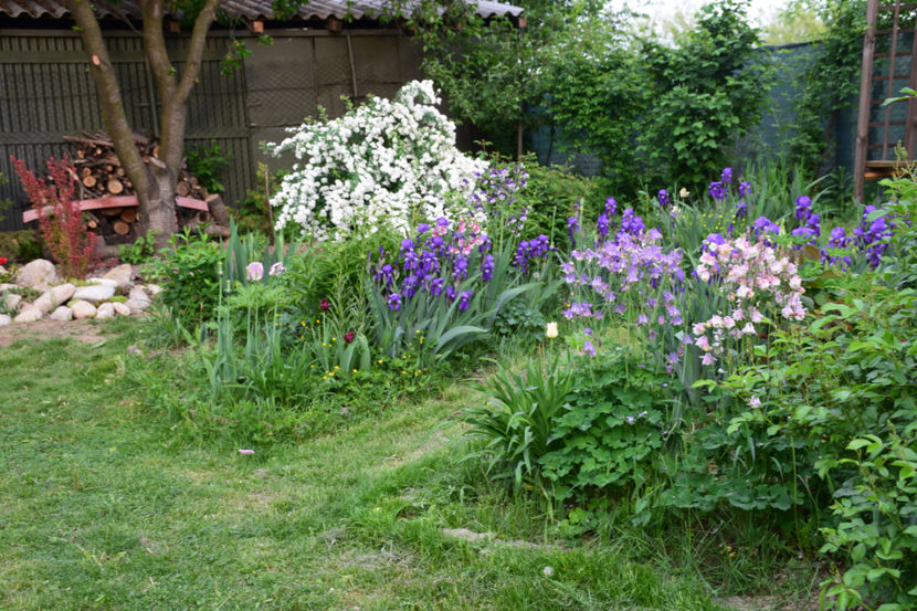  - 2018_Idilic Garden_lalele