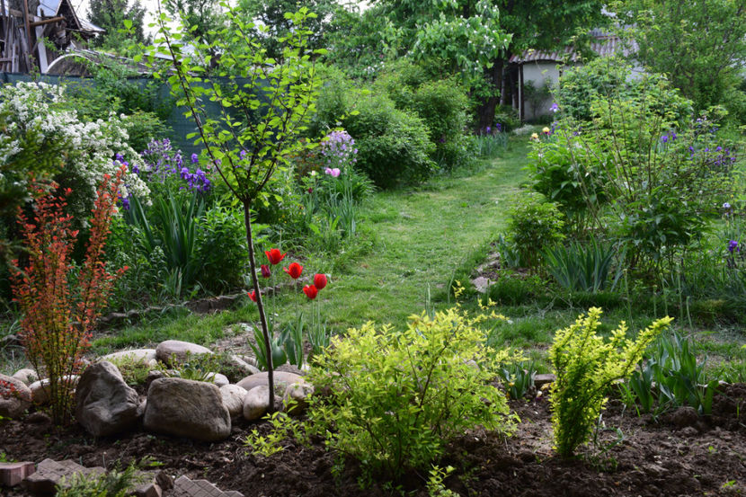  - 2018_Idilic Garden_lalele