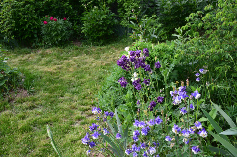  - 2018_Idilic Garden_lalele