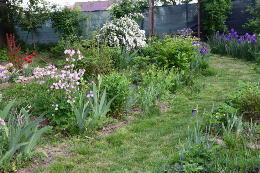  - 2018_Idilic Garden_lalele