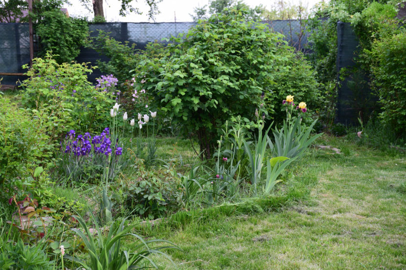  - 2018_Idilic Garden_lalele
