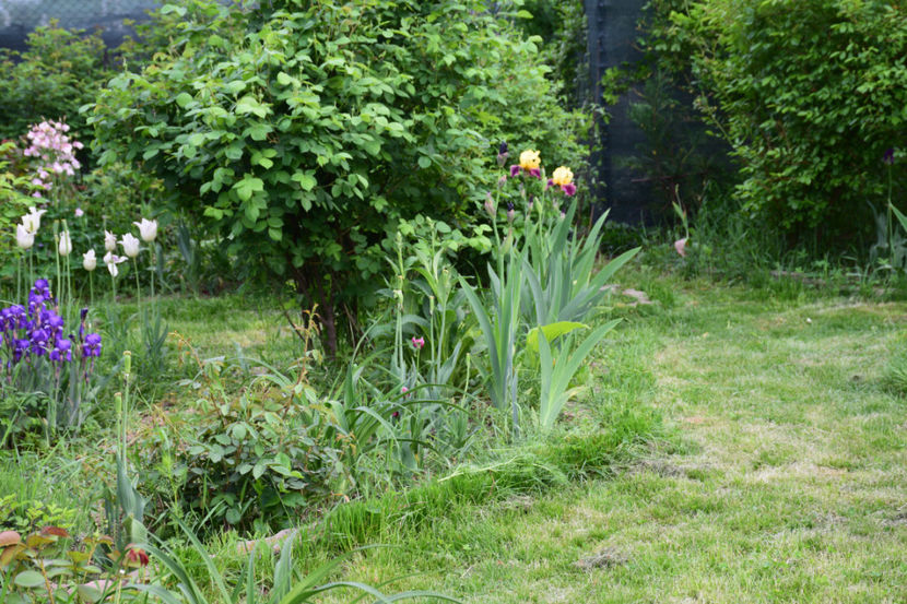 - 2018_Idilic Garden_lalele