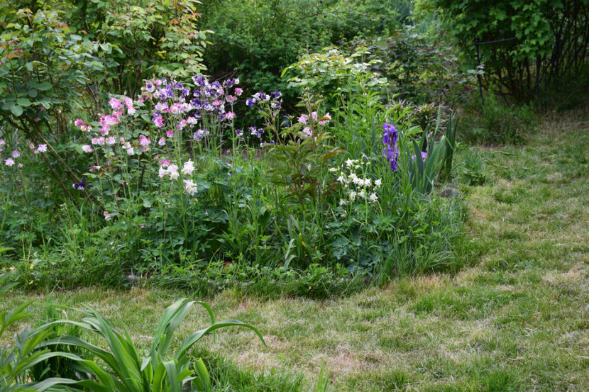 - 2018_Idilic Garden_lalele