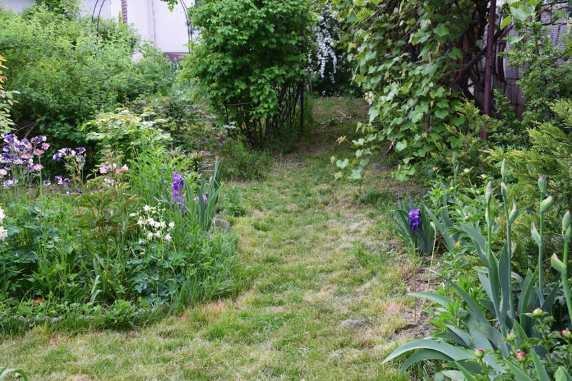  - 2018_Idilic Garden_lalele