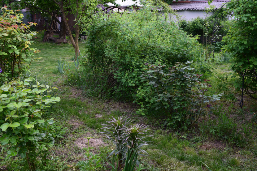  - 2018_Idilic Garden_lalele