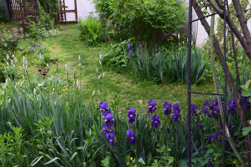  - 2018_Idilic Garden_lalele