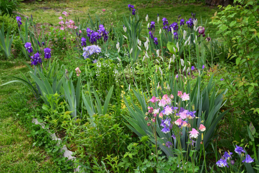  - 2018_Idilic Garden_lalele