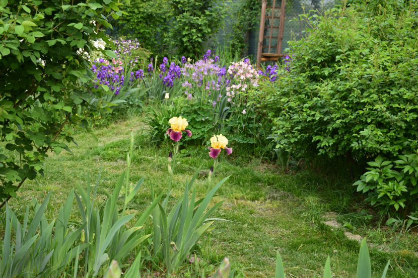  - 2018_Idilic Garden_lalele