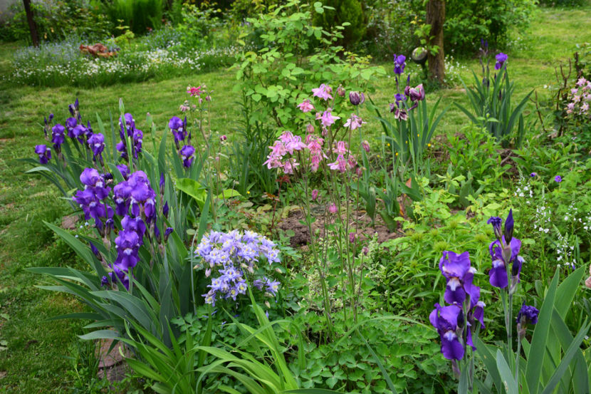  - 2018_Idilic Garden_lalele