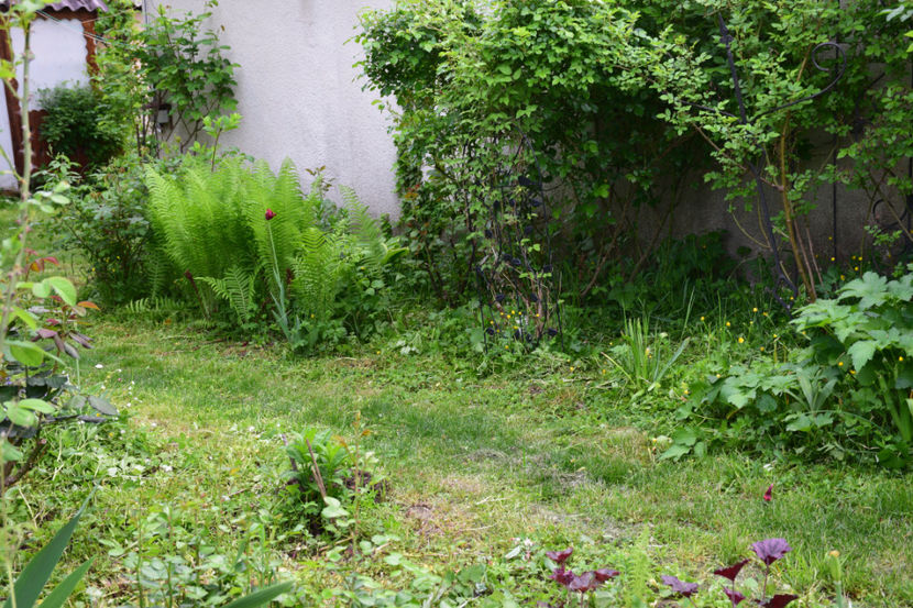  - 2018_Idilic Garden_lalele