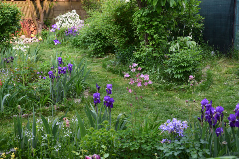 - 2018_Idilic Garden_lalele