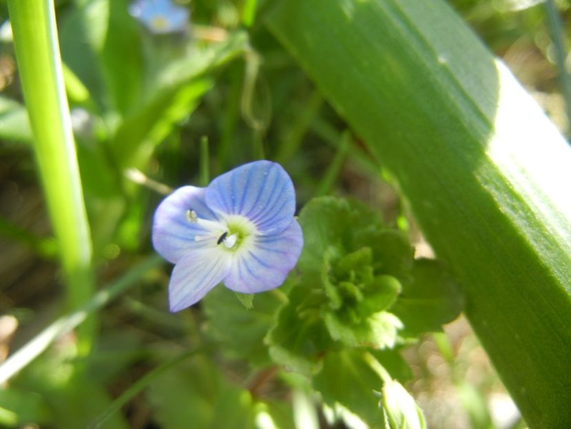 Veronica persica (2014, April 09) - Veronica persica