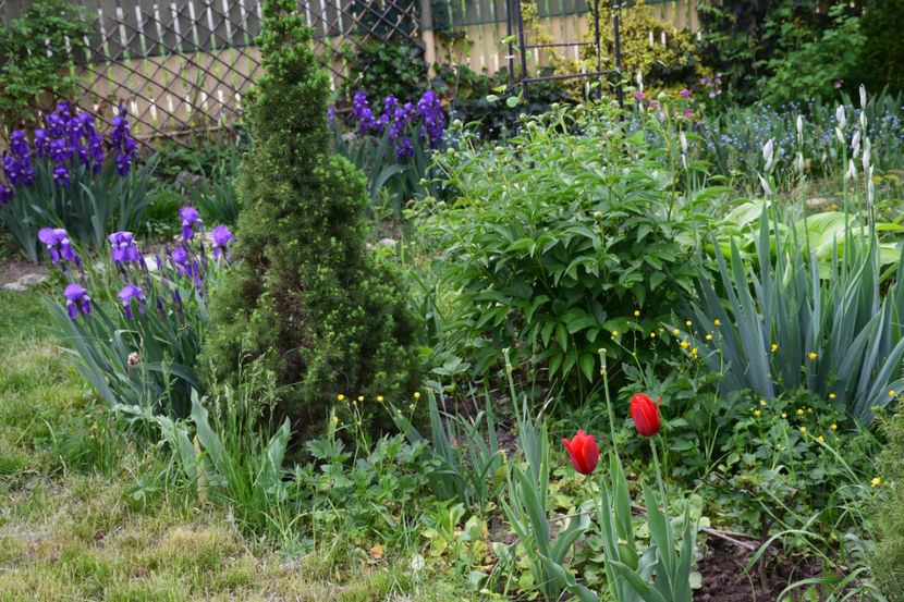  - 2018_Aprilie_zambile