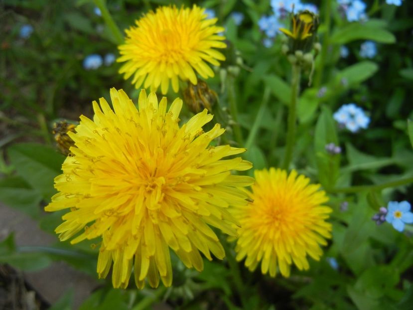 Dandelion (2018, April 14) - Taraxacum officinale_Dandelion