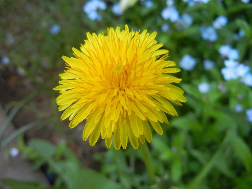 Dandelion (2018, April 14) - Taraxacum officinale_Dandelion