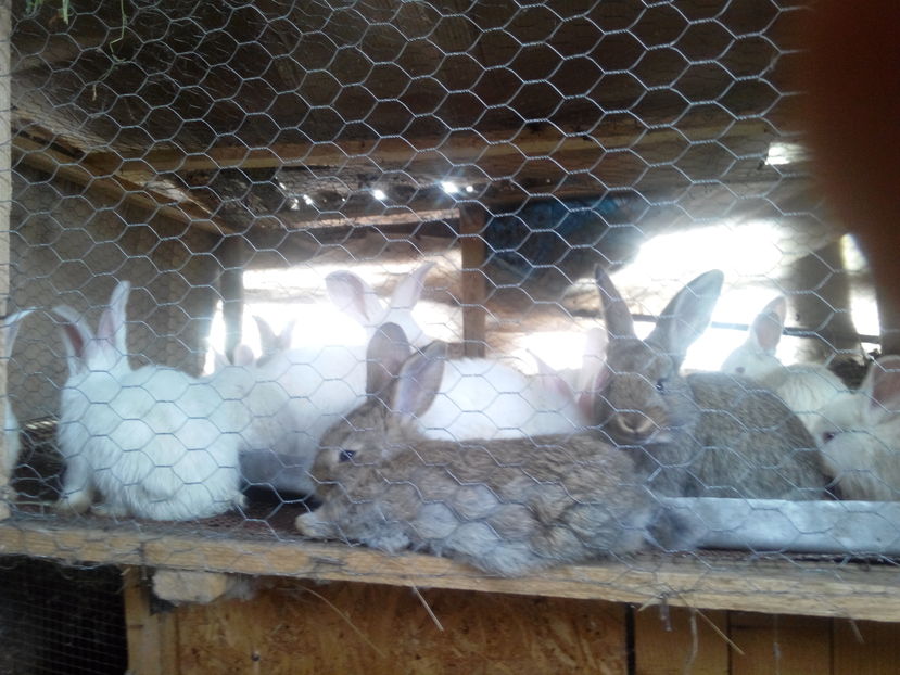  - IEPURI METIS NEO-URIAS