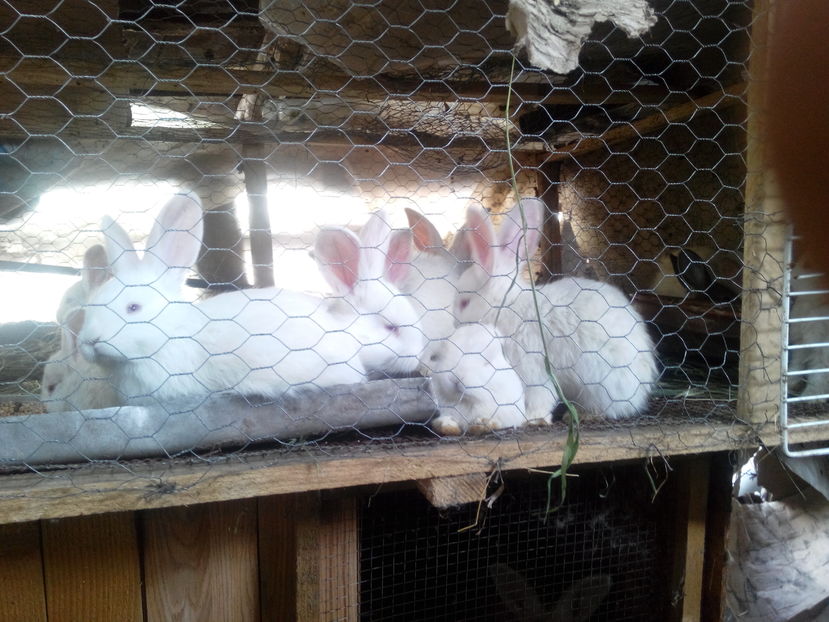  - IEPURI METIS NEO-URIAS