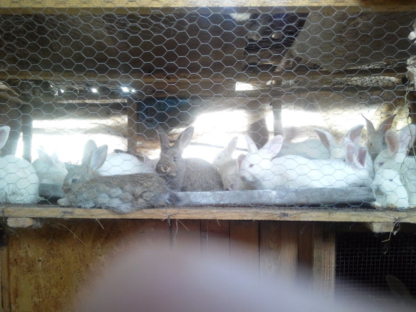  - IEPURI METIS NEO-URIAS