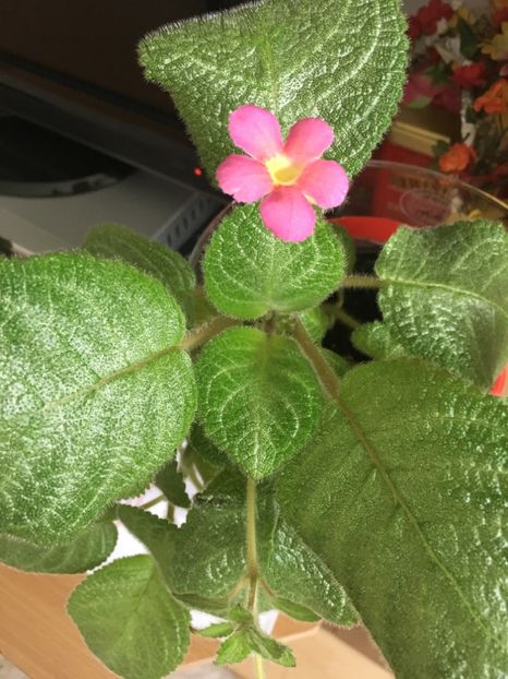  - Episcia