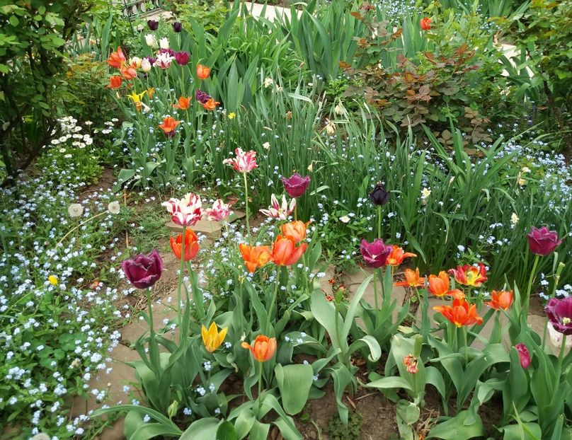 24 aprilie - 2018 plantele mele