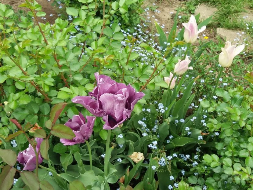 - 2018 plantele mele