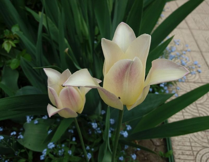  - 2018 plantele mele