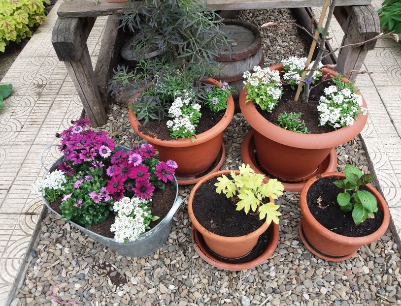 24 aprilie - 2018 plantele mele