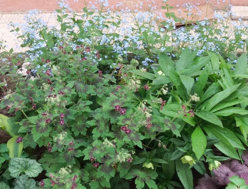 Geranium phaeum Samobor - 2018 plantele mele