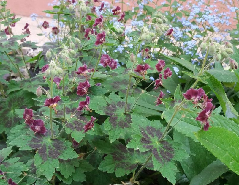Geranium phaeum Samobor - 2018 plantele mele