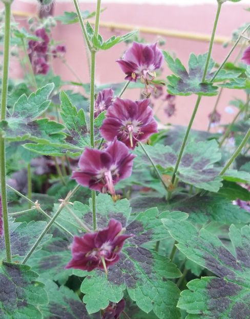  - 2018 plantele mele