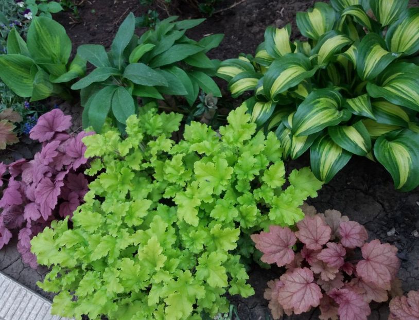  - 2018 plantele mele