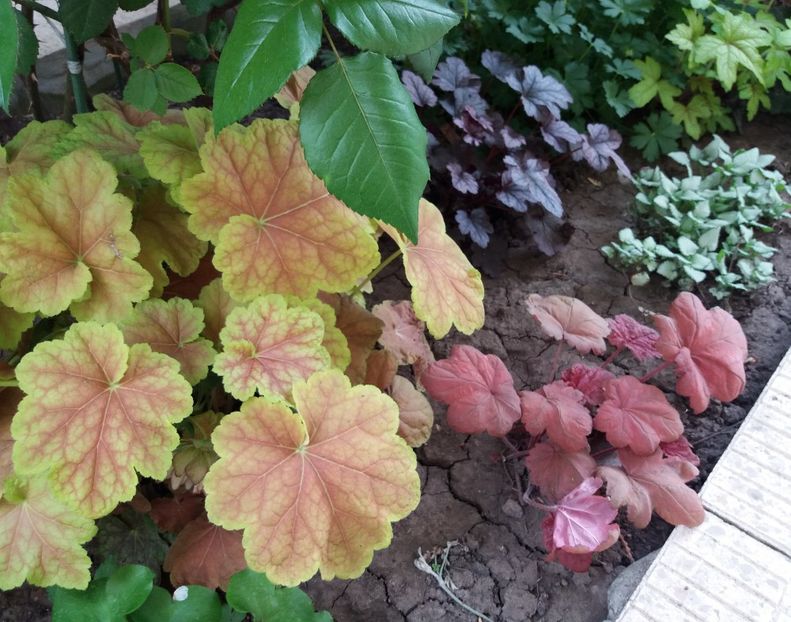  - 2018 plantele mele