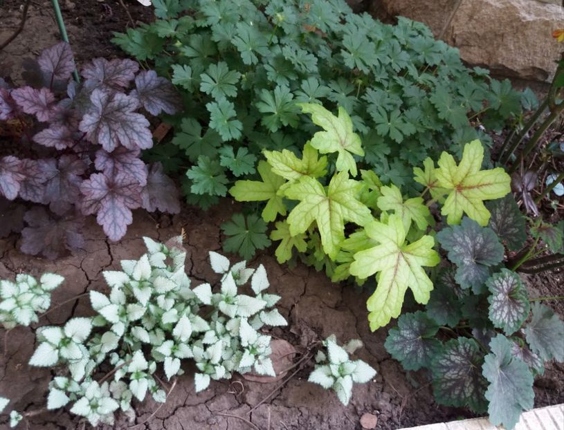 - 2018 plantele mele