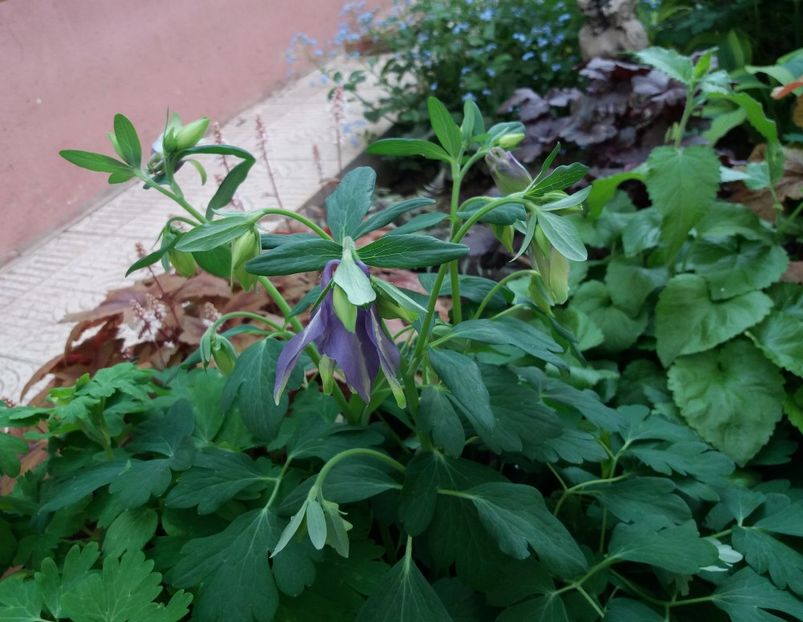  - 2018 plantele mele