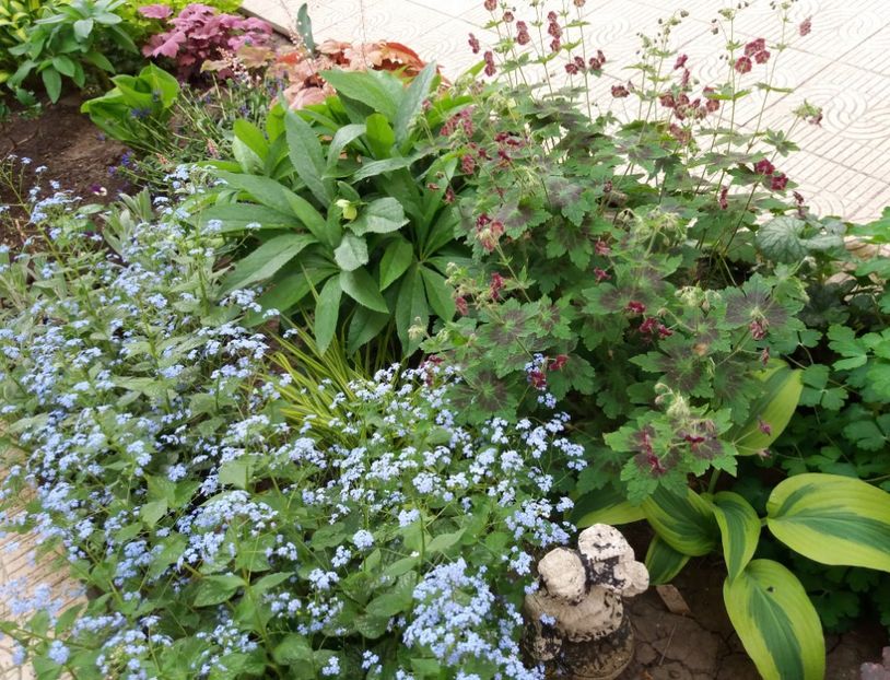  - 2018 plantele mele