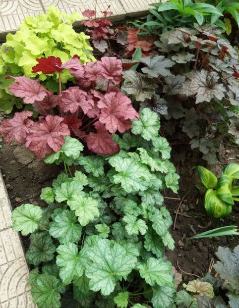  - 2018 plantele mele