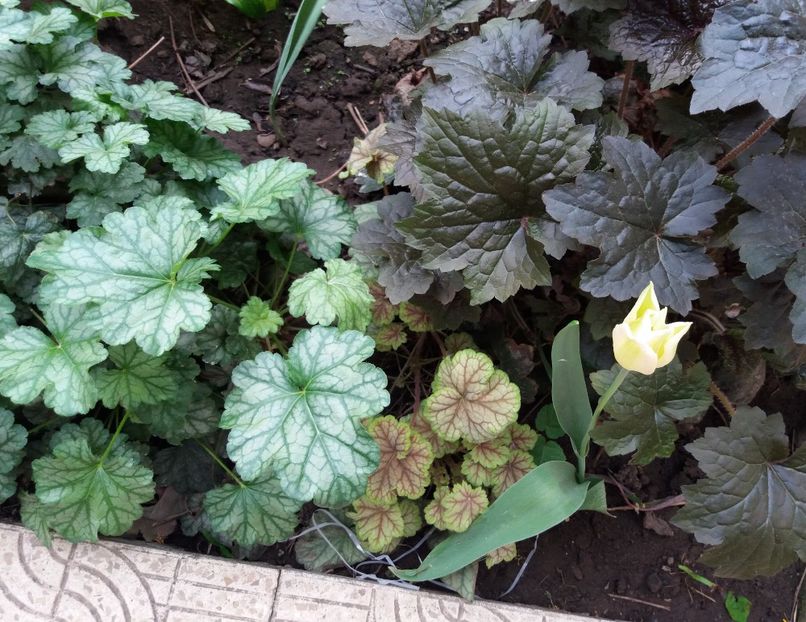  - 2018 plantele mele