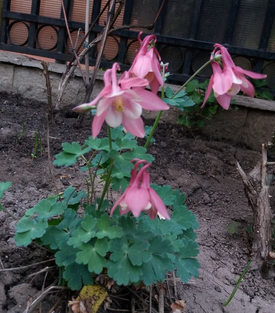  - 2018 plantele mele